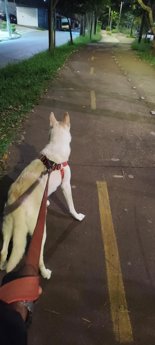 Cachorro raça Pastor Alemão idade 6 ou mais anos nome Nina