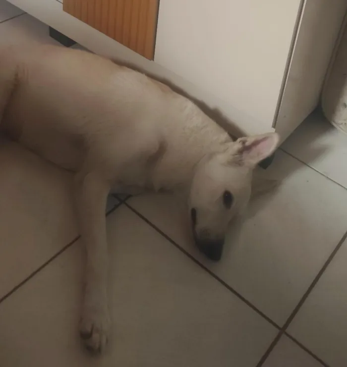 Cachorro raça Pastor Alemão idade 6 ou mais anos nome Nina