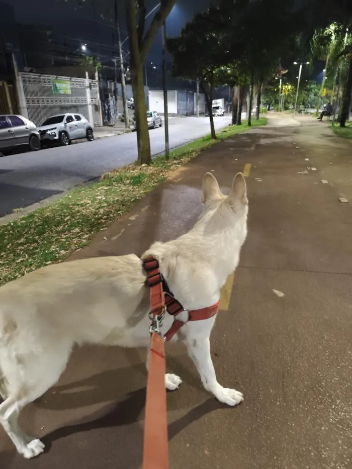 Cachorro raça Pastor Alemão idade 6 ou mais anos nome Nina