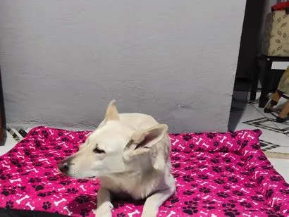 Cachorro raça Pastor Alemão idade 6 ou mais anos nome Nina