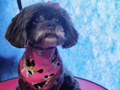 Cachorro raça Shitzu idade 4 anos nome Meg