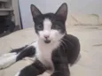 Girassol