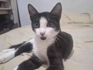 Gato raça SRD-ViraLata idade 2 a 6 meses nome Girassol