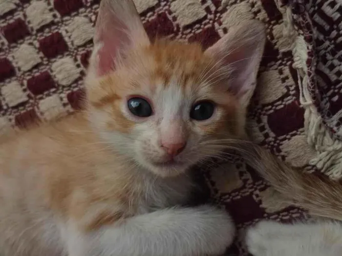 Gato raça SRD-ViraLata idade 2 a 6 meses nome nico(nicholas)