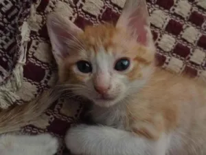 Gato raça SRD-ViraLata idade 2 a 6 meses nome nico(nicholas)
