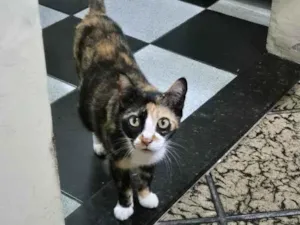 Gato raça SRD-ViraLata idade 3 anos nome LIVIA ALBUQUERQUE RODRIGUES