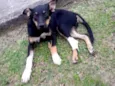 pitico