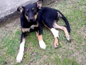 Cachorro raça SRD-ViraLata idade 2 a 6 meses nome pitico