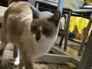 Gato raça SRD-ViraLata idade 3 anos nome LIVIA ALBUQUERQUE RODRIGUES