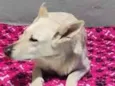 Nina