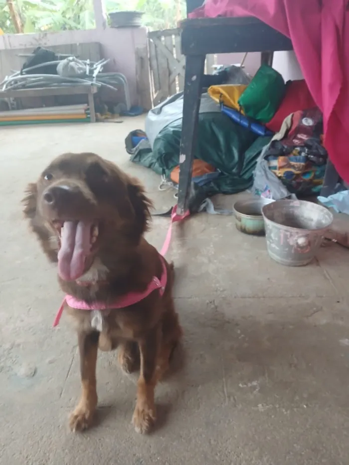 Cachorro raça SRD-ViraLata idade 2 anos nome Mel