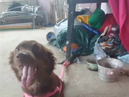 Cachorro raça SRD-ViraLata idade 2 anos nome Mel