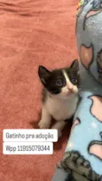 Filhotinho de Gato