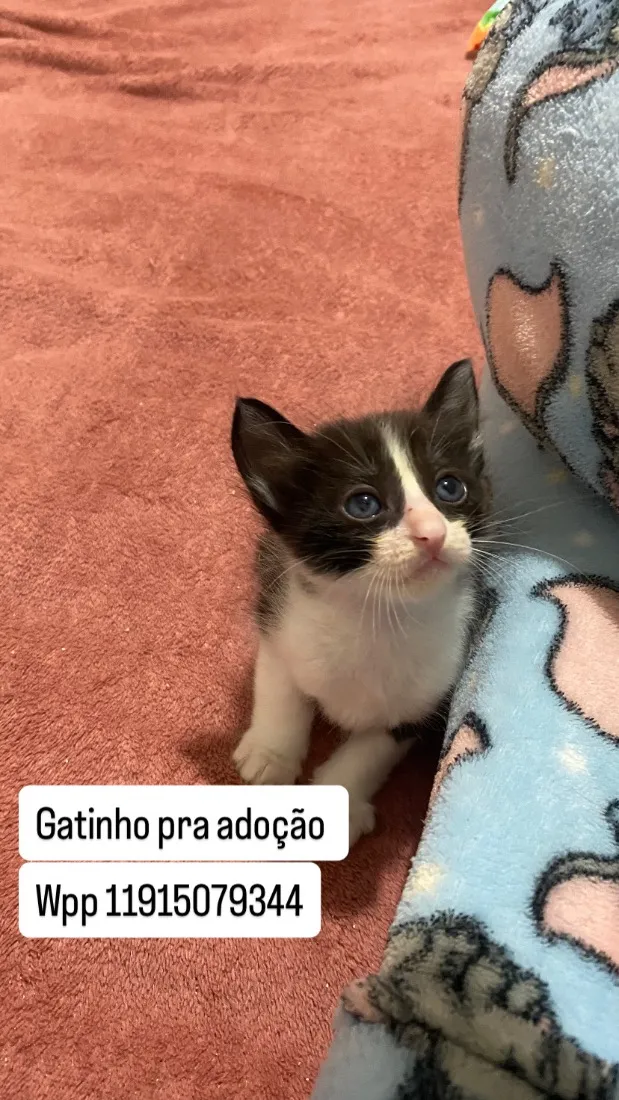 Gato raça SRD-ViraLata idade Abaixo de 2 meses nome Filhotinho de Gato