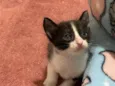 Filhotinho de Gato