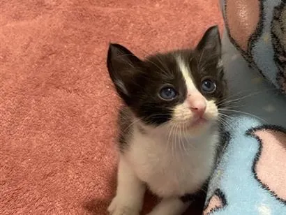 Gato raça SRD-ViraLata idade Abaixo de 2 meses nome Filhotinho de Gato