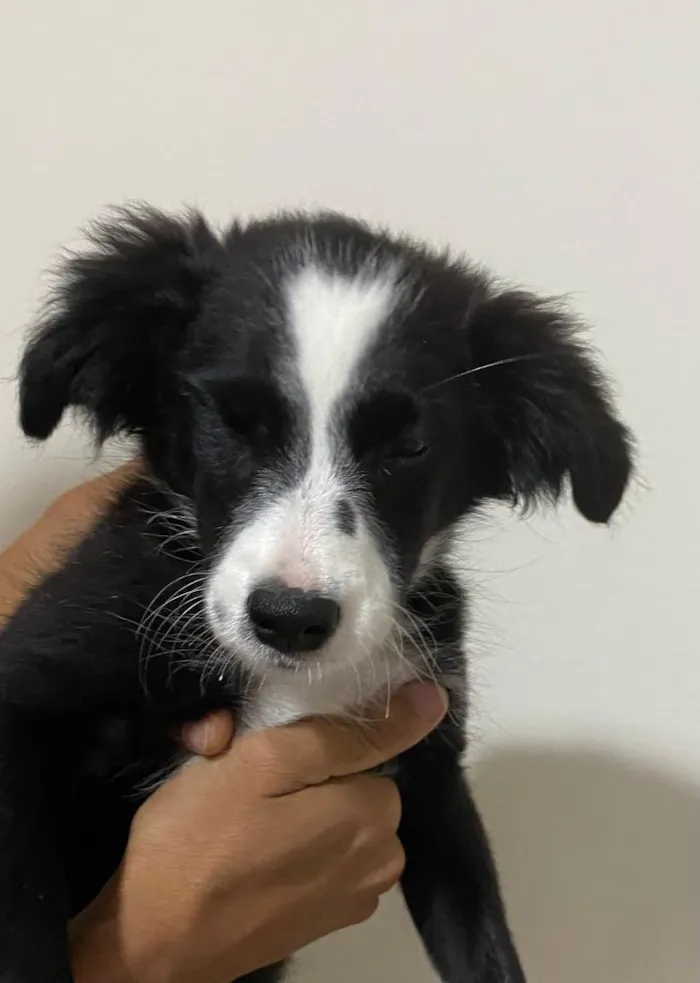 Cachorro raça SRD-ViraLata idade 2 a 6 meses nome não sei