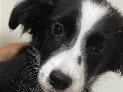 Cachorro raça SRD-ViraLata idade 2 a 6 meses nome não sei