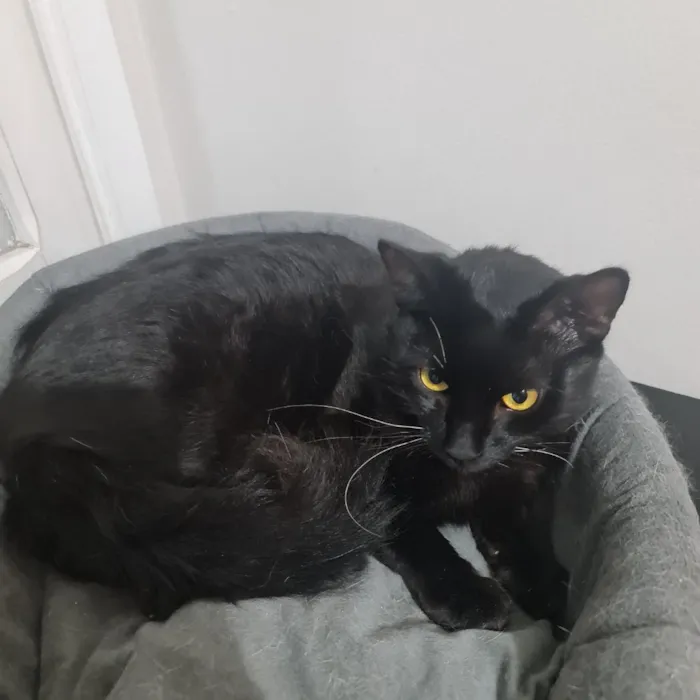 Gato raça SRD-ViraLata idade 7 a 11 meses nome Sem nome