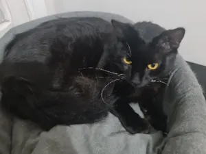 Gato raça SRD-ViraLata idade 7 a 11 meses nome Sem nome