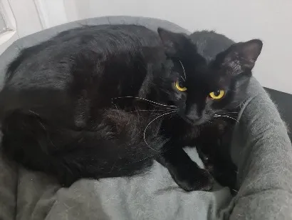 Gato raça SRD-ViraLata idade 7 a 11 meses nome Sem nome