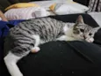 Loki