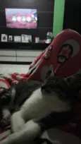 Loki