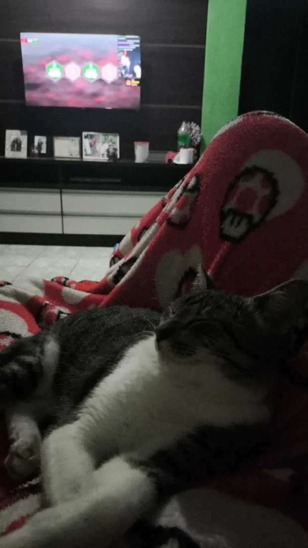 Gato raça SRD-ViraLata idade 2 a 6 meses nome Loki