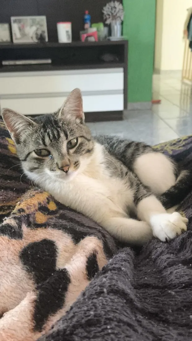 Gato raça SRD-ViraLata idade 2 a 6 meses nome Loki