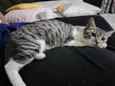 Loki