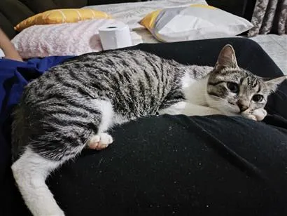 Gato raça SRD-ViraLata idade 2 a 6 meses nome Loki