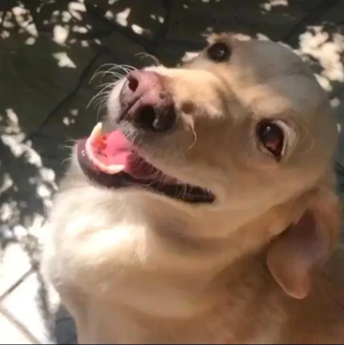 Cachorro raça SRD-ViraLata idade 5 anos nome Huanna