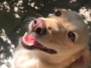 Cachorro raça SRD-ViraLata idade 5 anos nome Huanna