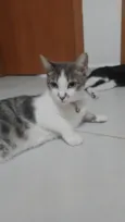 Amora