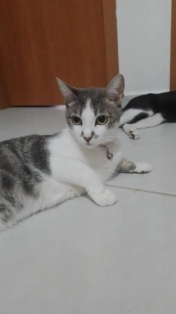 Gato raça SRD-ViraLata idade 1 ano nome Amora