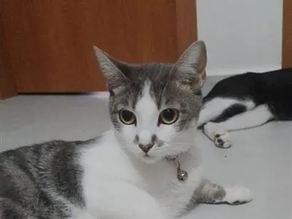 Gato raça SRD-ViraLata idade 1 ano nome Amora