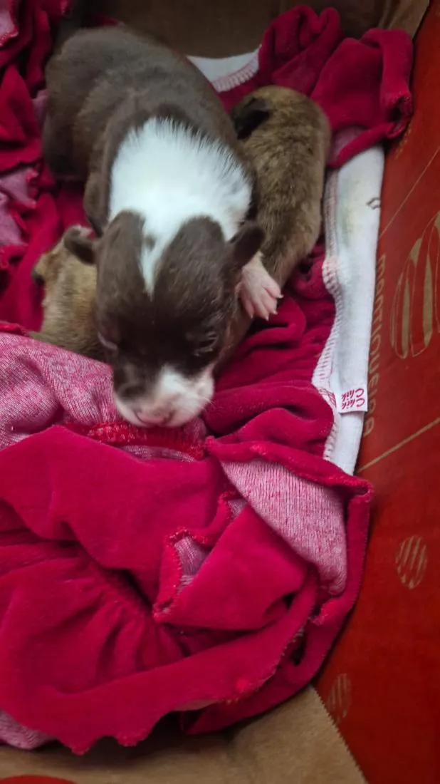 Cachorro raça SRD-ViraLata idade 2 a 6 meses nome Sapequinha