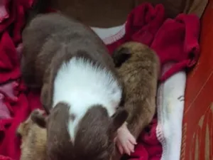 Cachorro raça SRD-ViraLata idade 2 a 6 meses nome Sapequinha