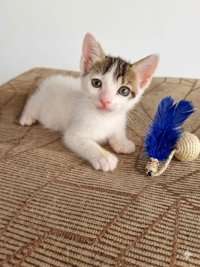 Gato raça SRD-ViraLata idade Abaixo de 2 meses nome VINI