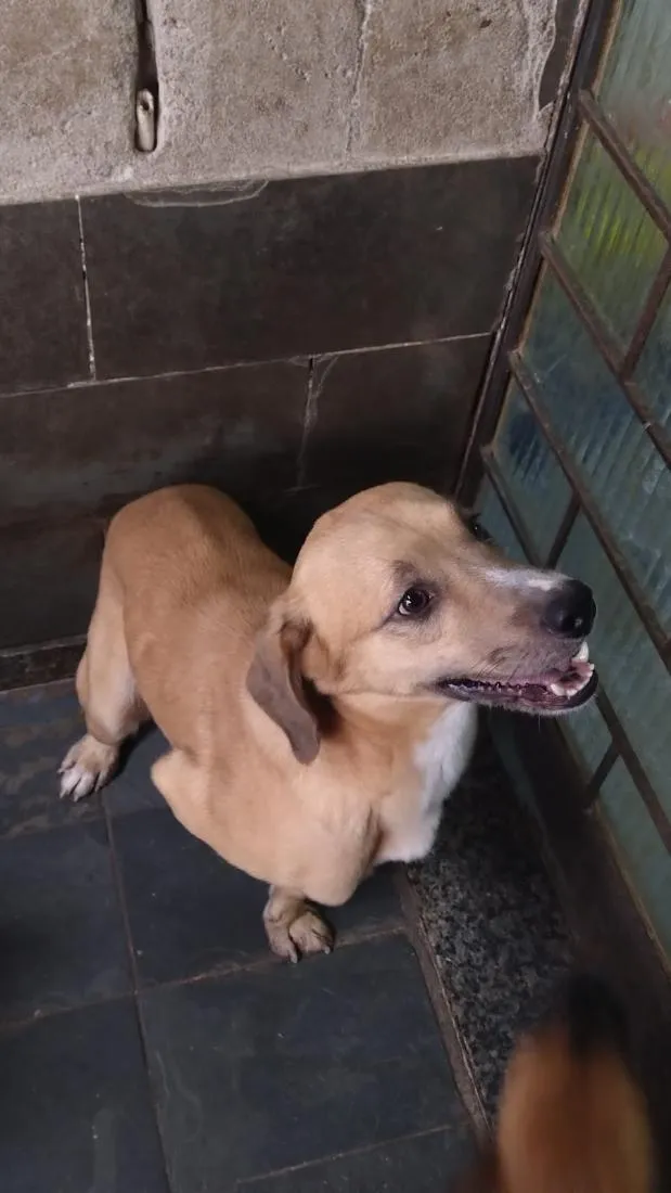 Cachorro raça SRD-ViraLata idade 2 anos nome não tem