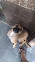 não tem