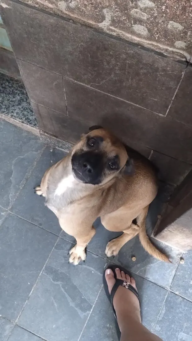 Cachorro raça SRD-ViraLata idade 2 anos nome não tem