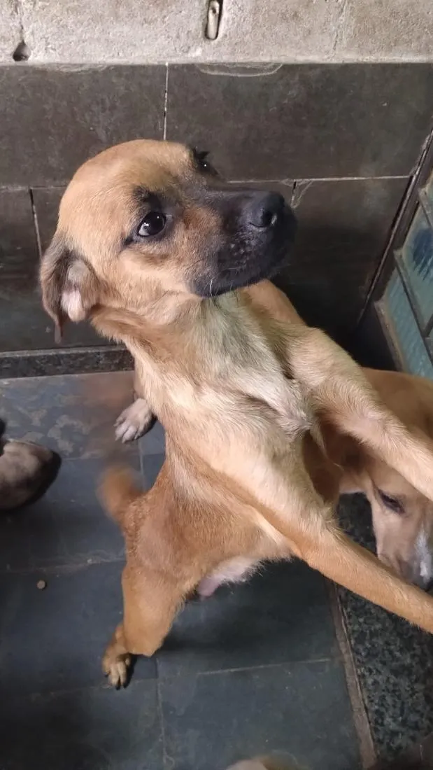 Cachorro raça SRD-ViraLata idade 2 anos nome não tem