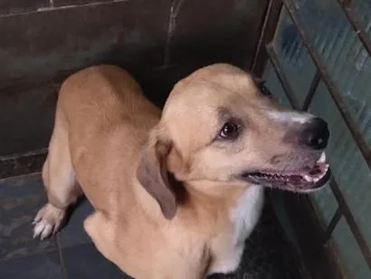 Cachorro raça SRD-ViraLata idade 2 anos nome não tem