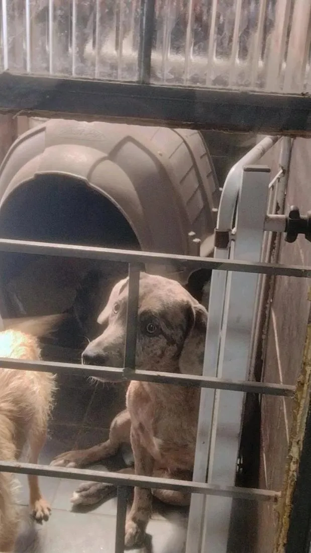 Cachorro raça SRD-ViraLata idade 4 anos nome Channel 