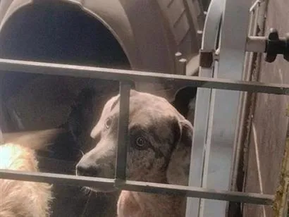 Cachorro raça SRD-ViraLata idade 4 anos nome Channel 