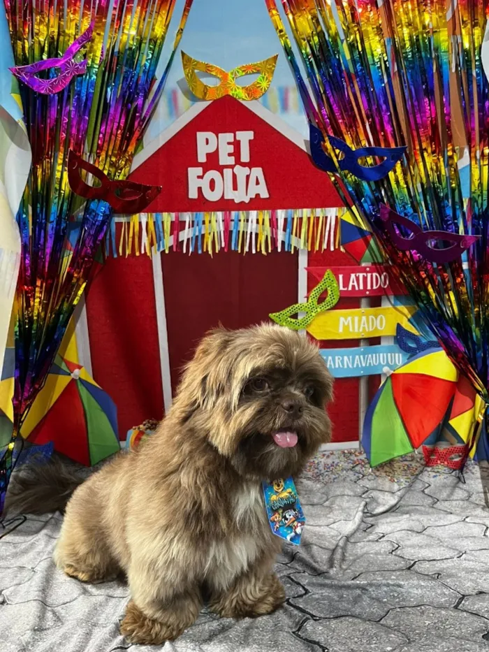 Cachorro raça Shitzu idade 1 ano nome Toddy