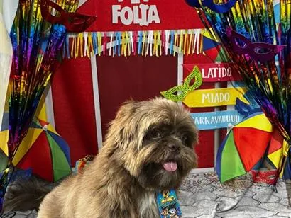 Cachorro raça Shitzu idade 1 ano nome Toddy