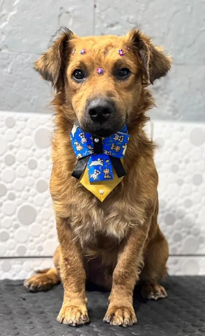 Cachorro raça SRD-ViraLata idade 7 a 11 meses nome Billy