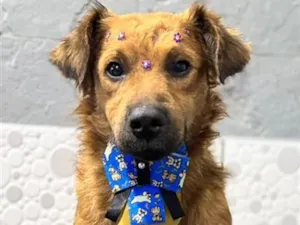 Cachorro raça SRD-ViraLata idade 7 a 11 meses nome Billy